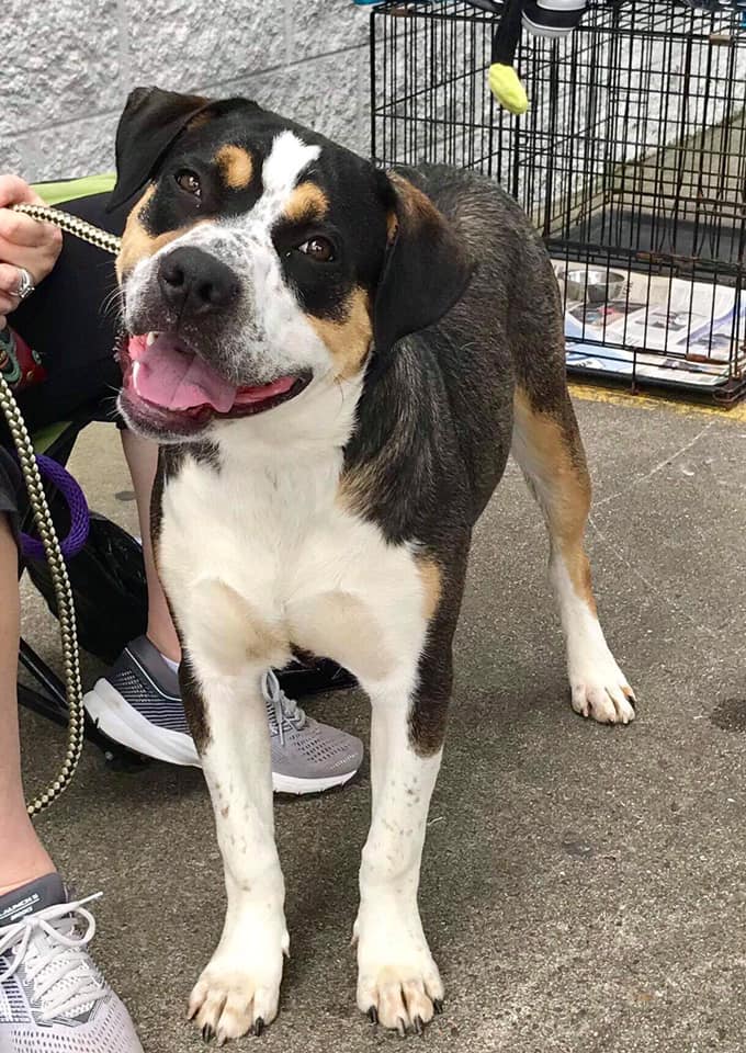 A happy ASAP rescue dog at an adoption event