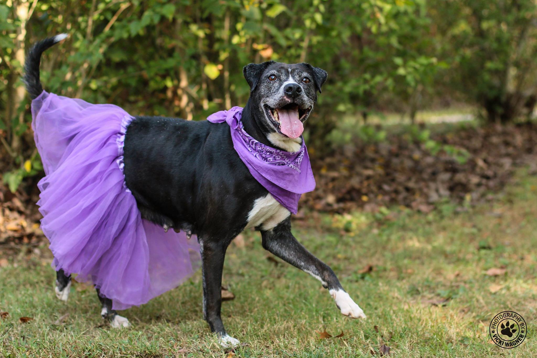 A joyful senior rescue dog who found her second chance through ASAP